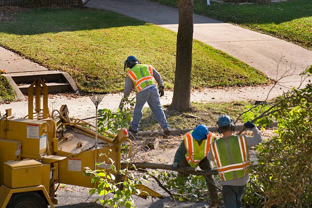 Best Tree Root Removal  in Byng, OK